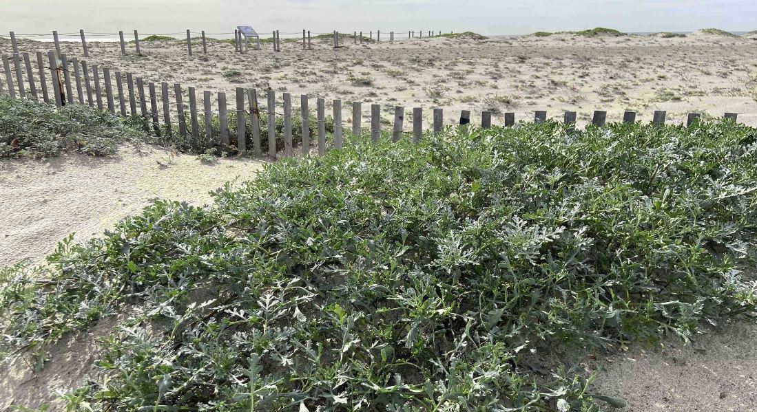 Dune Restoration
