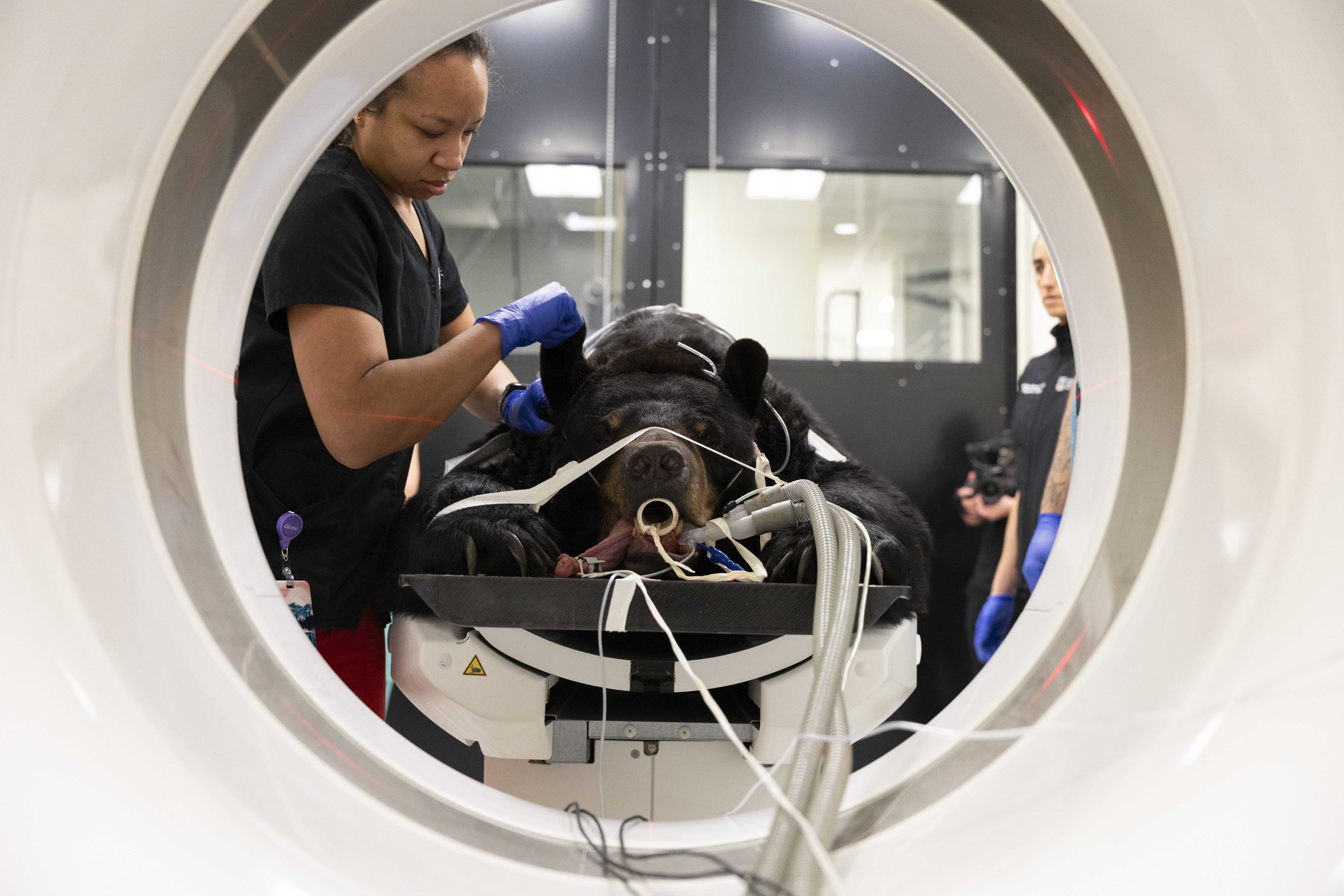 An MRI technician lifts a bear's ear as she adjusts him on the table prior to his CT scan.