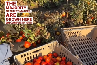 A screenshot of a UC Davis Instagram reel with the caption "The majority of our tomatoes are grown here on campus by our..." The image is of gloved hands plucking tomatoes, a crate of tomatoes beside them.