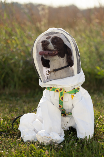 Maple, a retired K‑9, dons her bee suit in a green field.