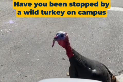 A screenshot of UC Davis's Campus Wild Turkey Dos and Don'ts video shows a wild turkey on the street and the caption "Have you been stopped by a wild turkey on campus."