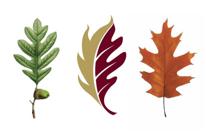 Illustration of a series of three leaves. The first is green with an acorn, the second is in Elon's maroon and gold colors, and the third is orange.