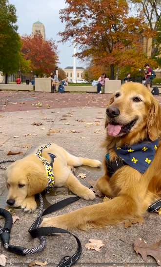 Go Vote Dog Photo