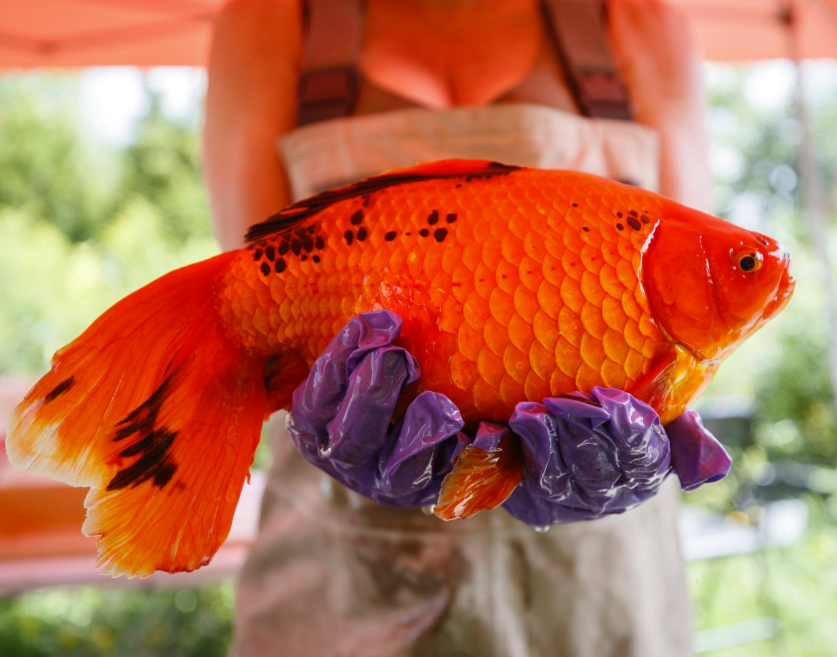 Our Growing Goldfish Problem
