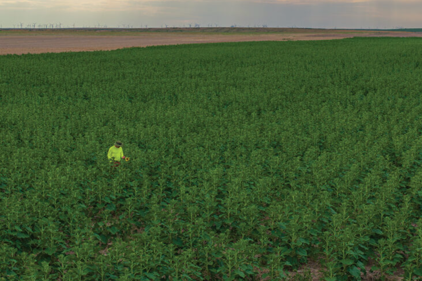 A farmer wearing a neon yellow long sleeve shirt and hat stands alone amongst rows of green fields. All along the horizon line are wind turbines.