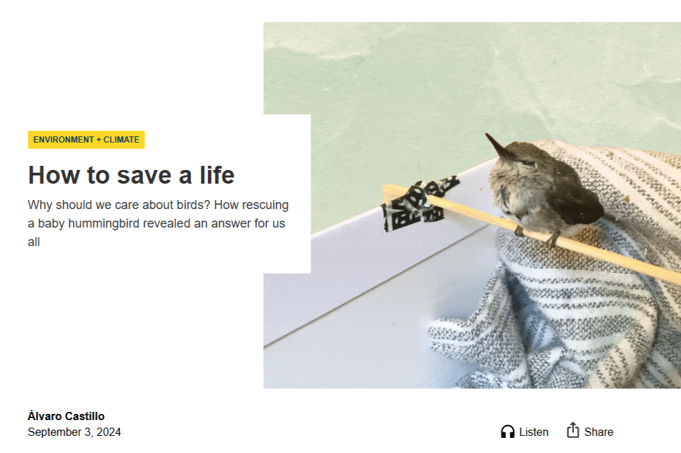 Screenshot of the headline "How to save a life." A photo of a hummingbird balancing on a wooden dowel tapped to the side of a box filled with a blanket accompanies it.