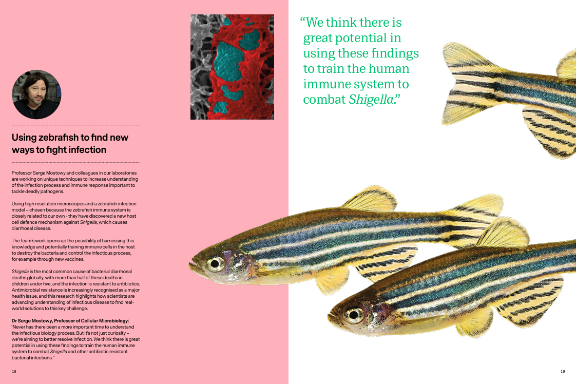 A page from LSHTM's annual report showing imagery of zebrafish and an article about using them to fight infection.