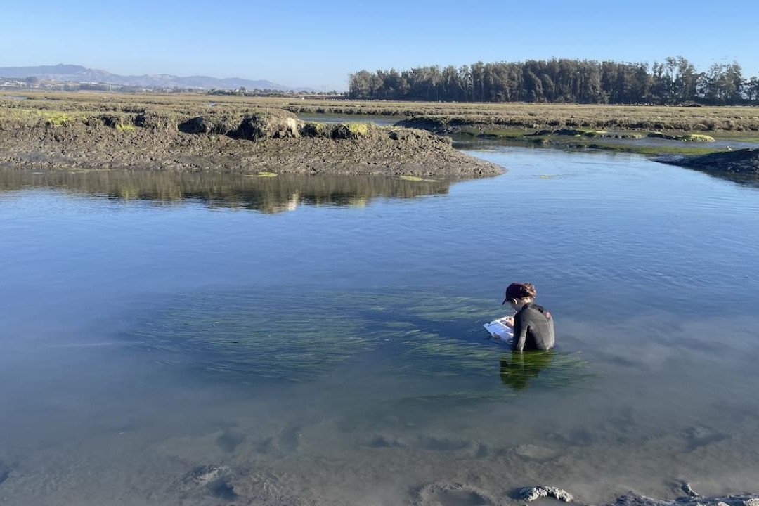 Elisabeth Sellinger conducts research on seagrass. Submerged in water above the waist, she takes notes on the plant around her.