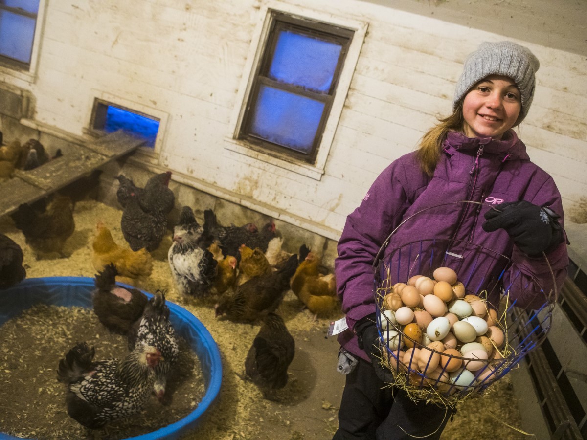 North Country School Egg Collecting