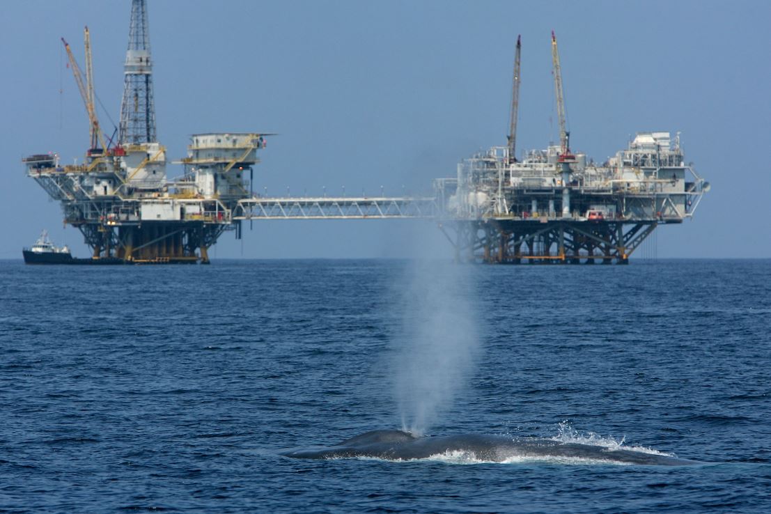 Dead Whale, a Team of Scientists, a Race for Answers