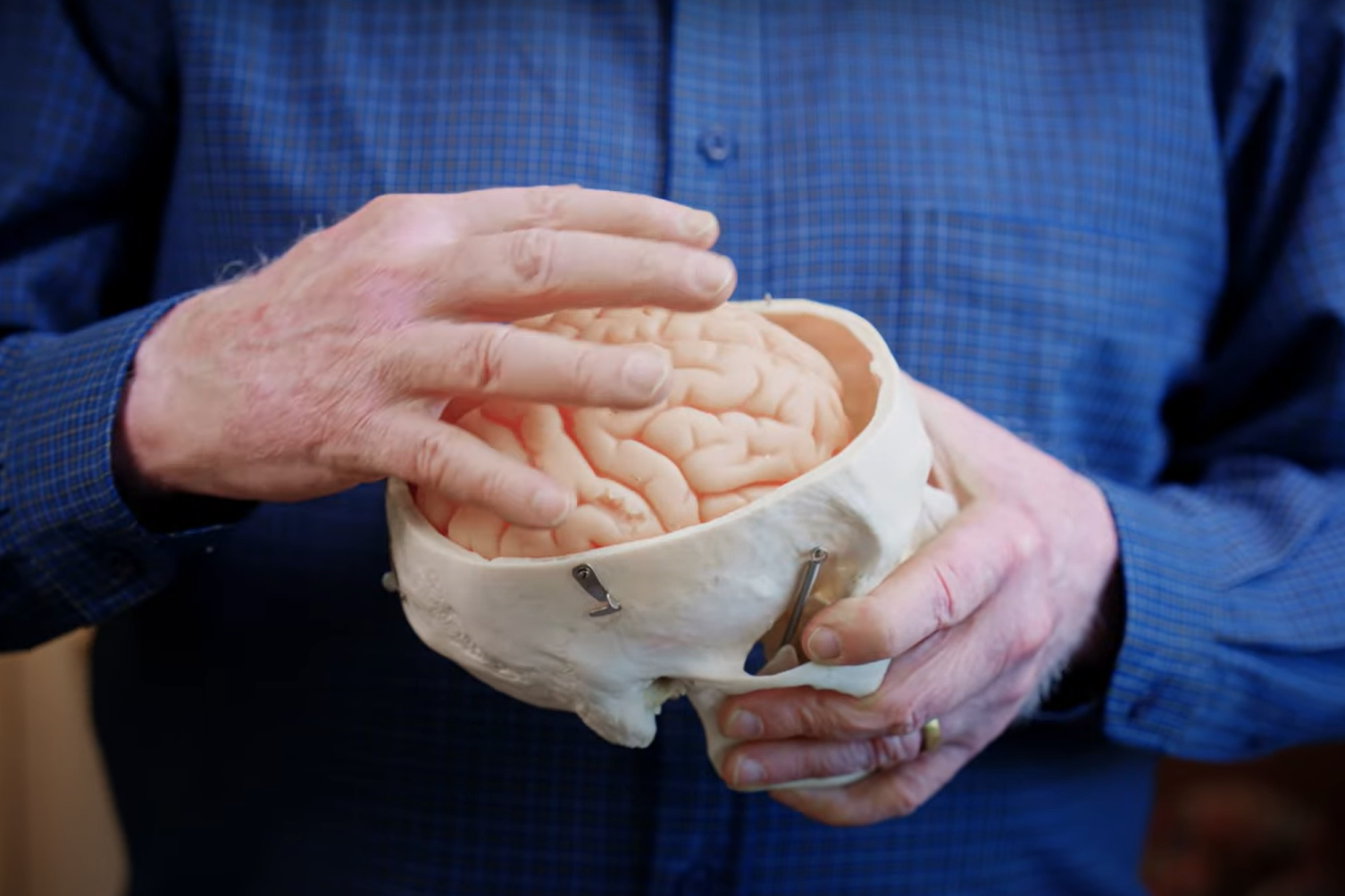 A close-up of a man holding a model of a skull and brain in front of his chest.