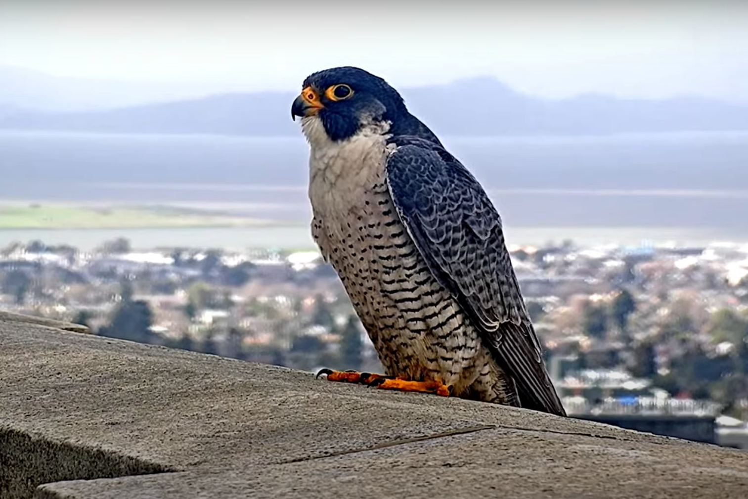 A photo of Annie, a falcon living in University of California, Berkeley’s Campanile, perched on the edge of a roof of a building overlooking a city.