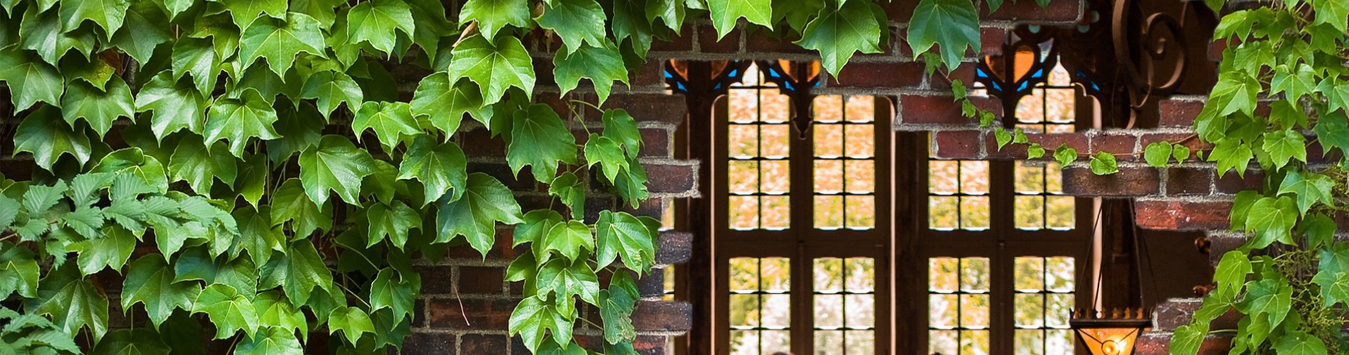 Looking through window of campus library covered in ivy