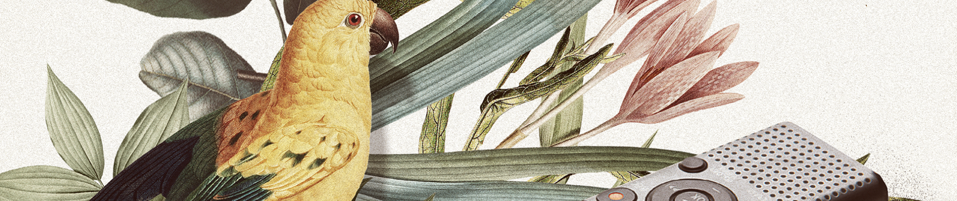 Header image showing illustrations of parrot and a recorder