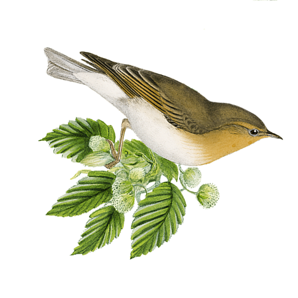 Illustration of a bird on leaves
