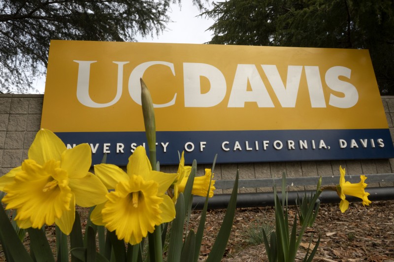 UC Davis sign surrounded by cheerful daffodils.