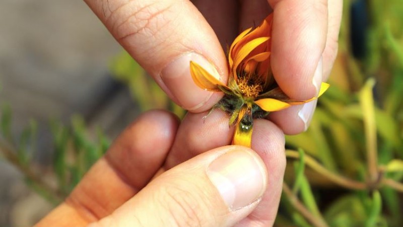 Deceptive daisy remixed its genes to create fake lady flies