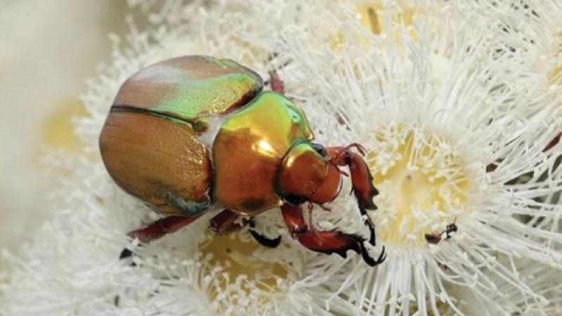 Beetles teaser