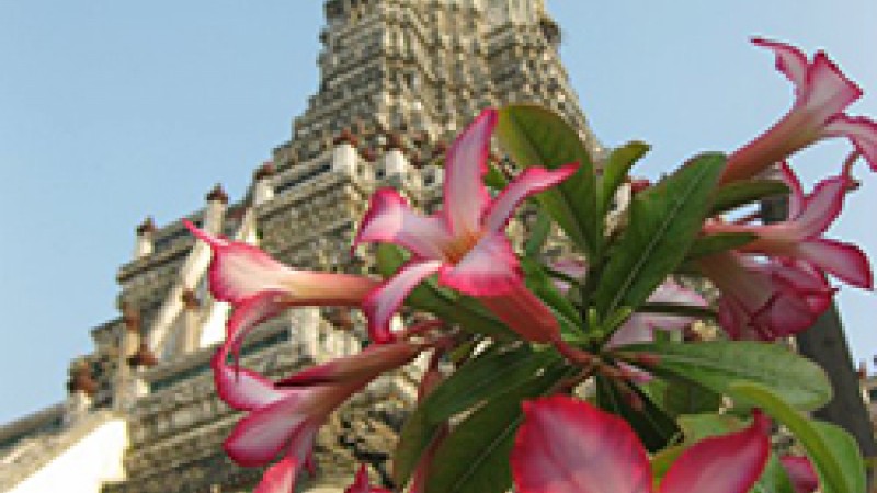 Bangkok view of temple and flowers