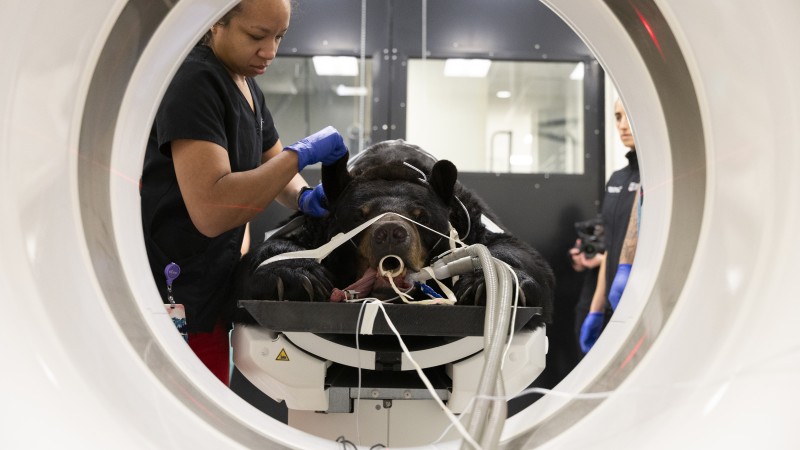 An MRI technician lifts a bear's ear as she adjusts him on the table prior to his CT scan.