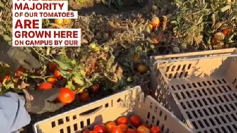 A screenshot of a UC Davis Instagram reel with the caption "The majority of our tomatoes are grown here on campus by our..." The image is of gloved hands plucking tomatoes, a crate of tomatoes beside them.