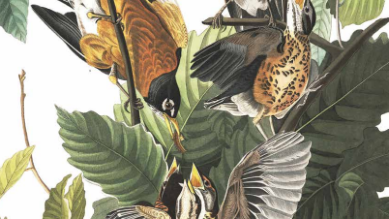 Showcasing Audubon's Birds of America