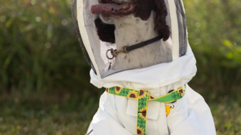 Maple, a retired K‑9, dons her bee suit in a green field.
