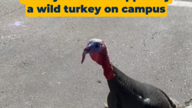 A screenshot of UC Davis's Campus Wild Turkey Dos and Don'ts video shows a wild turkey on the street and the caption "Have you been stopped by a wild turkey on campus."