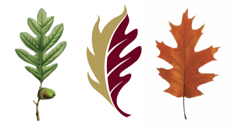 Illustration of a series of three leaves. The first is green with an acorn, the second is in Elon's maroon and gold colors, and the third is orange.