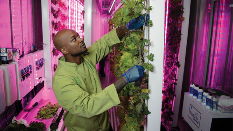 Man growing plants in a lab