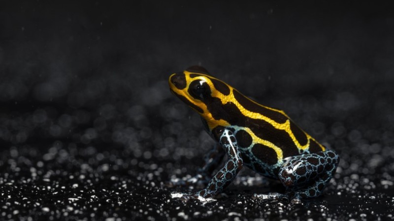 Live Frog Photo in the dark