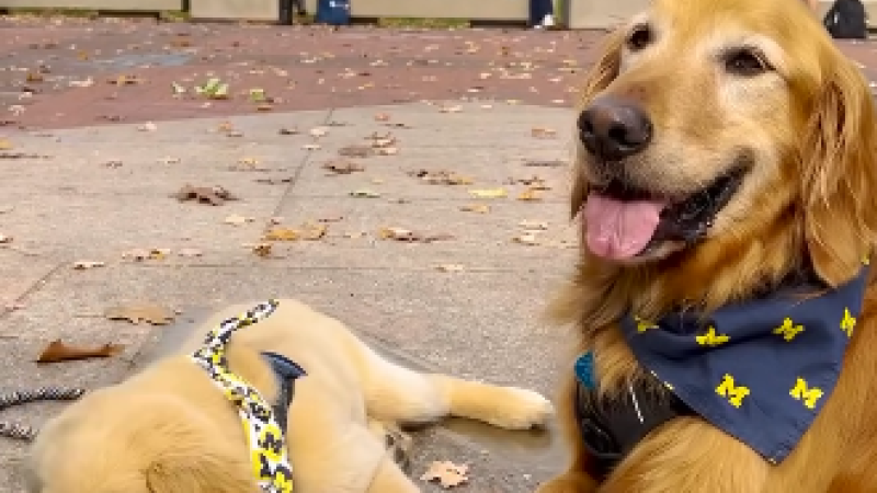 Go Vote Dog Photo