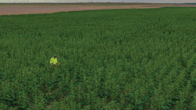 A farmer wearing a neon yellow long sleeve shirt and hat stands alone amongst rows of green fields. All along the horizon line are wind turbines.