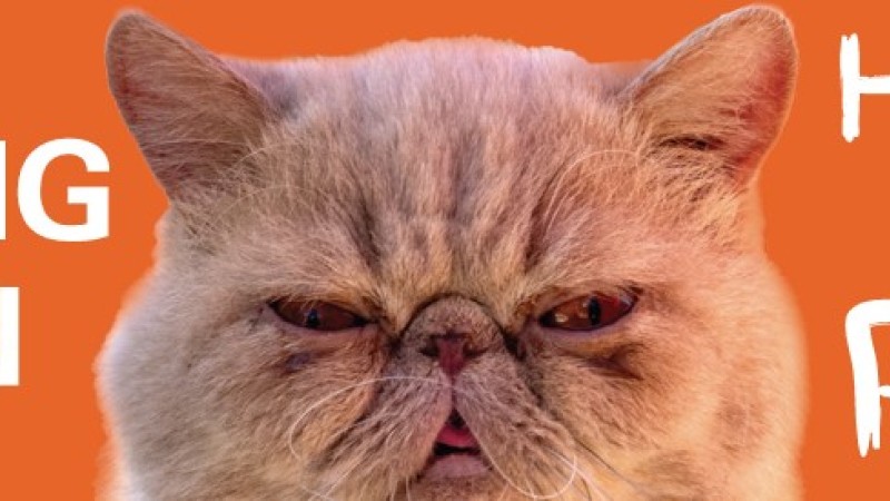 Home Pudge Banner featuring a cat