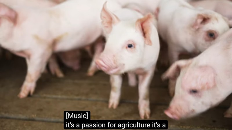 A screenshot from "How Generations of Pig Farming Lead to Sustainable Solutions" shows a group of baby pigs.