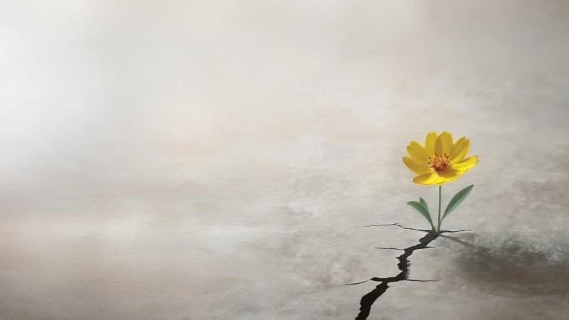 A photo of a yellow flower growing out of a cement crack.
