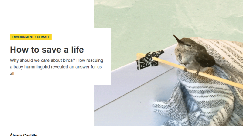 Screenshot of the headline "How to save a life." A photo of a hummingbird balancing on a wooden dowel tapped to the side of a box filled with a blanket accompanies it.