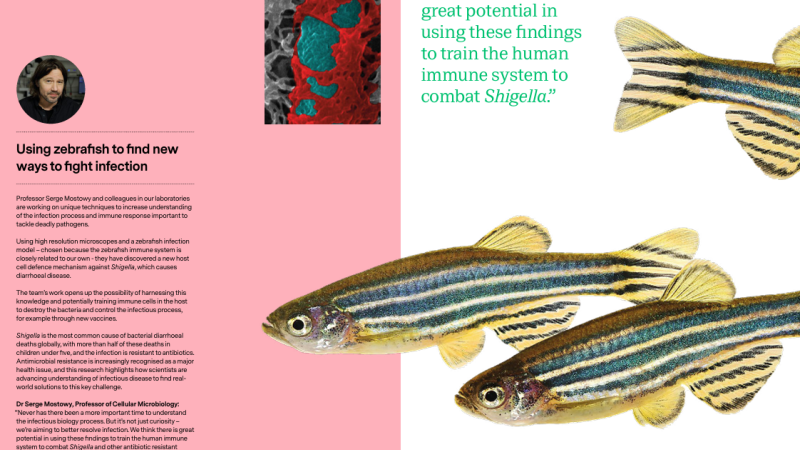A page from LSHTM's annual report showing imagery of zebrafish and an article about using them to fight infection.
