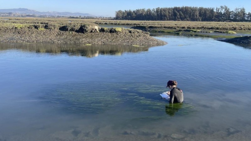 Elisabeth Sellinger conducts research on seagrass. Submerged in water above the waist, she takes notes on the plant around her.