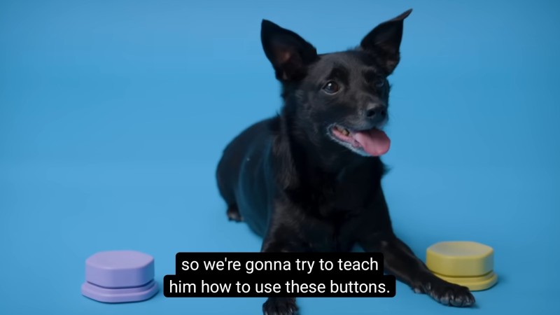 A black dog named Donut lays on a blue back drop. There is a purple button to his right and a yellow button to his left.