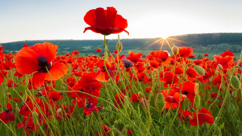 A photo of poppies in an open field.
