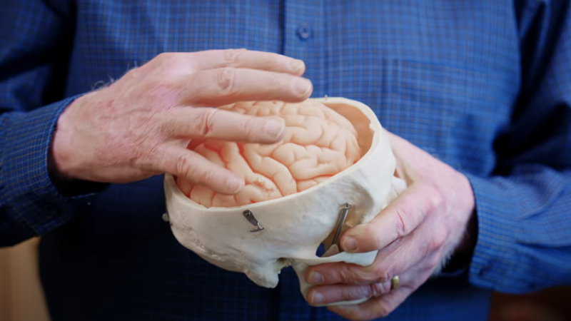 A close-up of a man holding a model of a skull and brain in front of his chest.