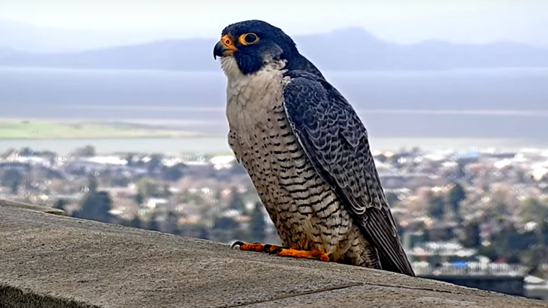 A photo of Annie, a falcon living in University of California, Berkeley’s Campanile, perched on the edge of a roof of a building.