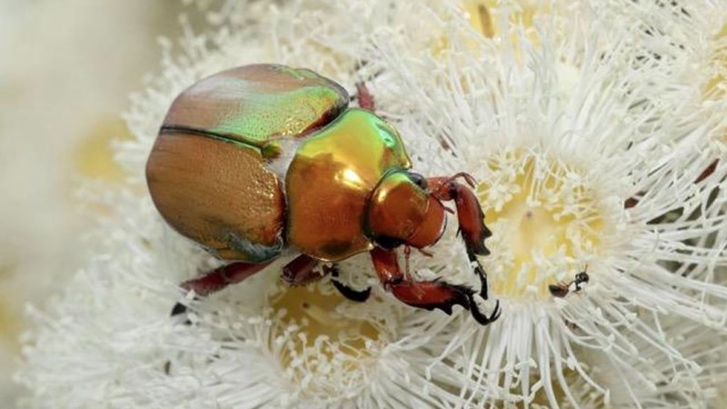 The hunt for the Christmas beetle